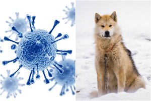 Mano atradę gyvūną, kuris perdavė koronavirusą žmonėms – bet ne visi tam pritaria