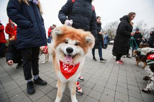 Dėl karantino šuns dieną kviečia paminėti kitaip