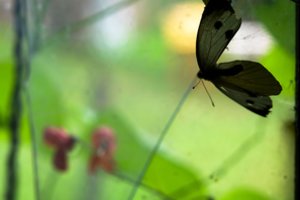 Edukacija vaikams: ką bendro turi drugeliai ir dinozaurai?