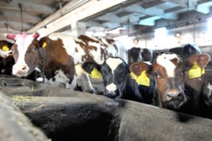 Pieno gamintojai priekaištauja perdirbėjams: sektoriuje prognozuoja paradoksą