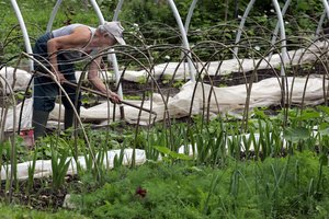 Ekspertai pataria, kaip tinkamai sutvarkyti žaliąsias sodo atliekas
