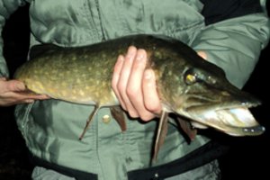 Pranešimas žvejams: ką jau galima žvejoti, o ko – ne