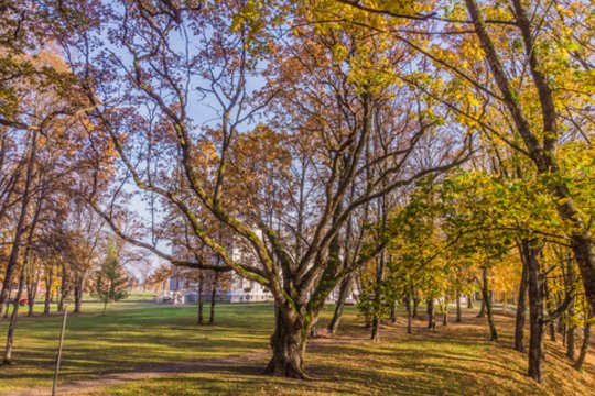 Plungės dvaro parke – pusės tūkstančio metų senumo Perkūno ąžuolas