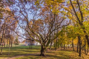 Plungės dvaro parke – pusės tūkstančio metų senumo Perkūno ąžuolas