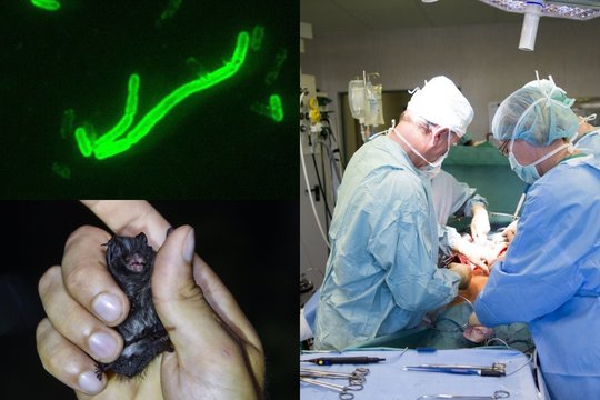 Mokslininkai: žmonijai gresia dar žiauresni zoonozių protrūkiai