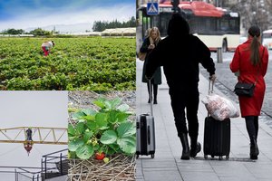 Išanalizavo emigrantų elgesį: dalis vėl išvažiuos pasitaikius pirmai progai, kiti jau dirba Lietuvoje