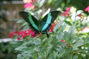 Drugelio pietūs: nuo nektaro iki gyvūnų ašarų