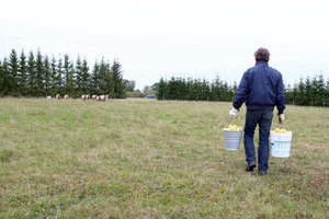 Nuo koronaviruso nukentėjusiems žemės ūkio perdirbėjams – 160 mln. eurų