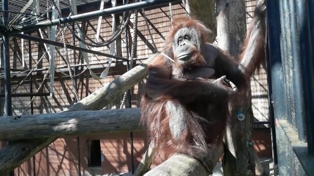 Vaizdai keliantys šypseną: orangutangas parodė, kaip tikrai nereikėtų dėvėti veido kaukės