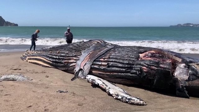 Gyventojai išvydo kraupų vaizdą – į krantą išmestą negyvą banginį