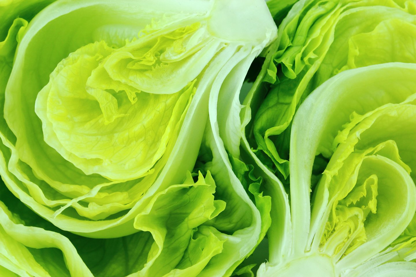 Jei tinkamai pasirūpinsite salotomis, jos šviežios išlikti gali net iki 10 dienų.<br>123rf nuotr.