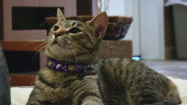 Koronavirusas nustatytas naminėms katėms: užsikrėtęs ir vienos iš jų šeimininkas