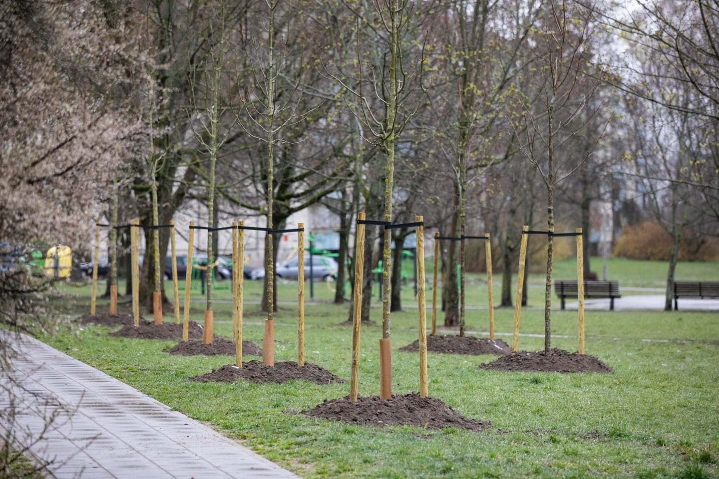 Vien šį pavasarį mieste atsiras daugiau nei 1000 medžių sodinukų.<br>S.Žiūros nuotr.