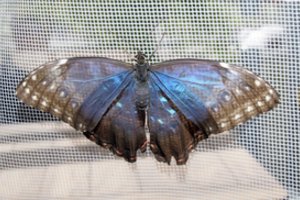 Edukacija apie drugelius: kuo ypatingos jų akys?