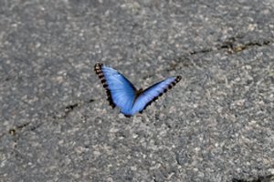 Paaiškino, kas nutiks drugeliams, jei paliesime jų sparnus