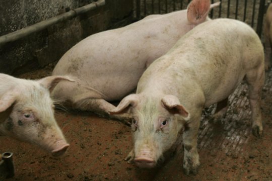 Raseinių r. įvykdytas trijų paršelių pagrobimas