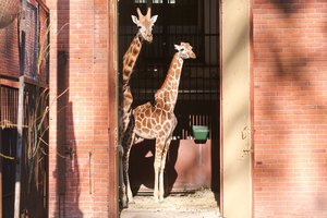 Pamatykite tiesiogiai: virtualus Lietuvos zoologijos sodo atidarymas Kaune