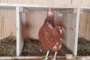 Jaunasis ūkininkas: pigesnis maistas niekada nebus geresnis