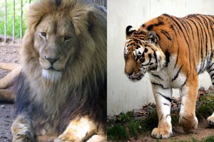 JAV zoologijos sode – koronaviruso protrūkis: užkrėsti trys liūtai ir keturi tigrai