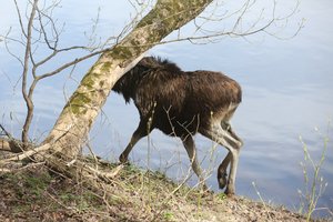Alytuje išgelbėtas po miestą besiblaškęs briedis