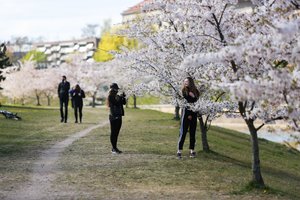 Romantikai žydinčiomis sakuromis Kaune skuba grožėtis gyvai