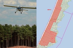 Neringos miškus purkš biologiniais preparatais, naikins parazitus