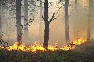 Ugniagesiai su miškininkais savaitgalį surengė reidus ir gaudė žolės bei miško padegėjus
