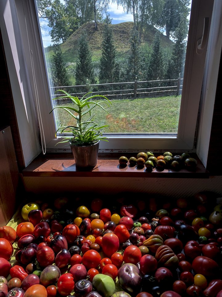 Norint gausaus pomidorų derliaus, būtina pasiruošti.<br>V.Ščiavinsko nuotr.