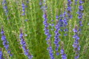 Trys įdomūs faktai apie juozažolę