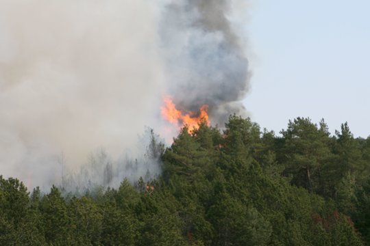 2006 m. kilo didelis gaisras Smiltynėje.<br>B.Beinoravičiaus nuotr.