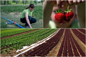 Sausra jau rodo dantis – pigių uogų ir daržovių nebus