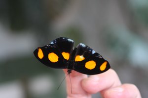 Neįtikėtini faktai apie drugelius: ausų neturi, bet garsus jaučia geriau nei žmonės