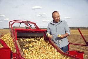 Lietuviškus svogūnus „Lidl“ tiekiantis ūkininkas V. Lataitis: kokybė prasideda sėjimo metu