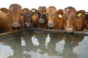 Besiblaškančios karvės veržėsi atgal į degančią fermą