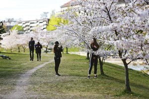 Stulbinančio grožio gamtos dovana suskubo pasidžiaugti didžiausi romantikai Kaune