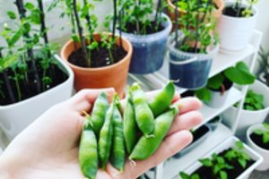 Trys vilnietės įrodė: beveik visų daržovių galima užsiauginti balkone – vertinkite