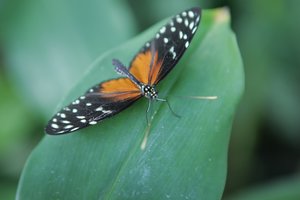 Drugelis berniukas ar drugelis mergaitė? Paaiškino, kaip atskirti drugelių lytį