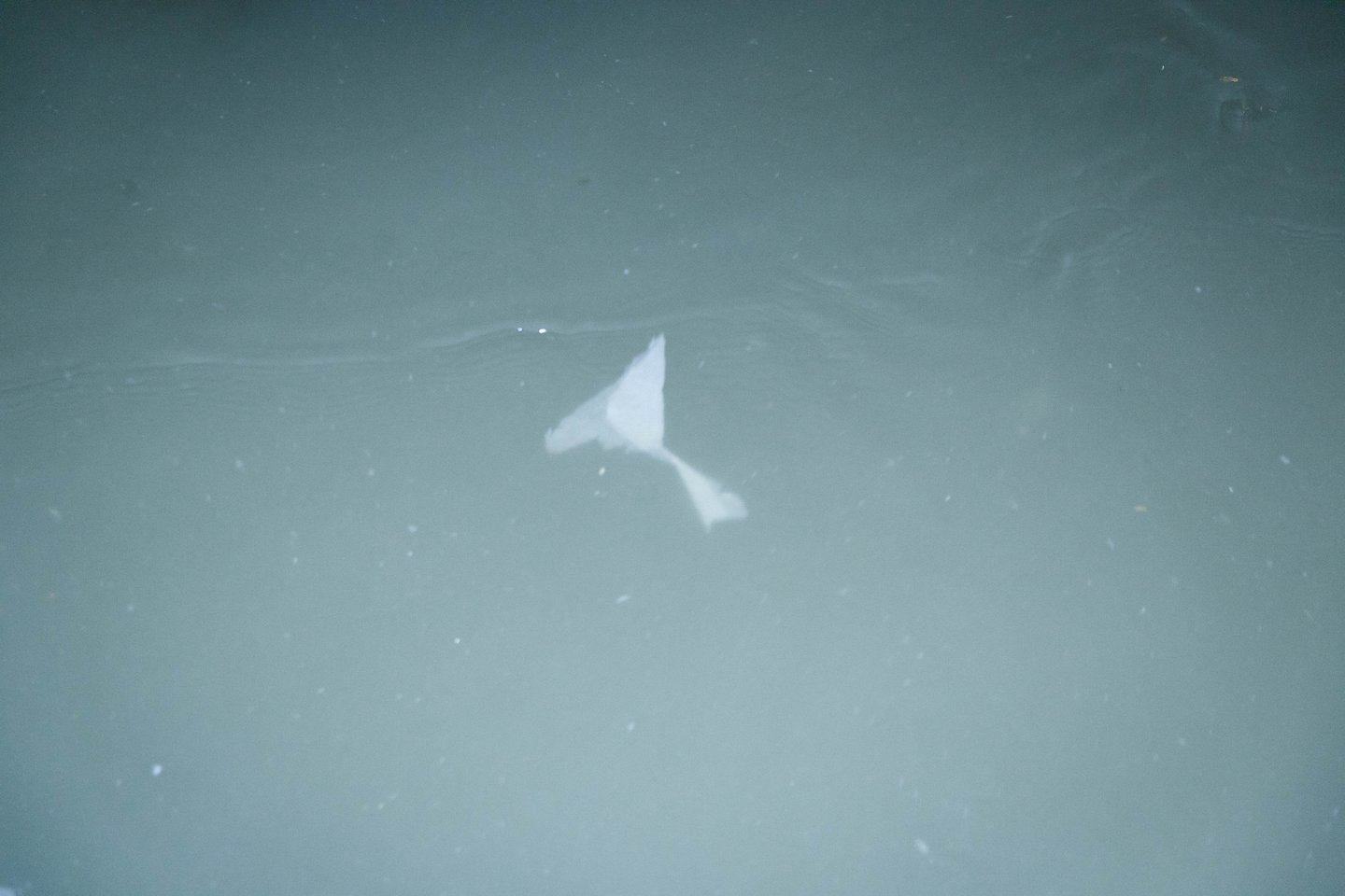 Fekalijos ir kiti teršalai upėse bei kituose vandens telkiniuose smarkiai teršia aplinką.<br>T.Bauro nuotr.