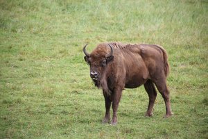 Miškuose netoli Panevėžio rasta negyva stumbro patelė, įtariami ir brakonieriai