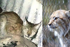 Ligotai lūšiai – žiaurus likimo smūgis: priglaudę žmonės padėti nesuspėjo