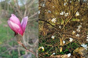 Į parką Kėdainiuose plūsta iš visos Lietuvos: pražydo ypatingo grožio medžiai