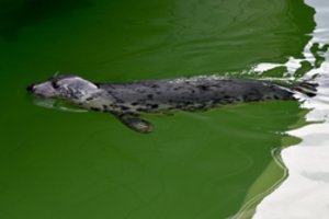 Lietuvos jūrų muziejus atveria duris lankytojams