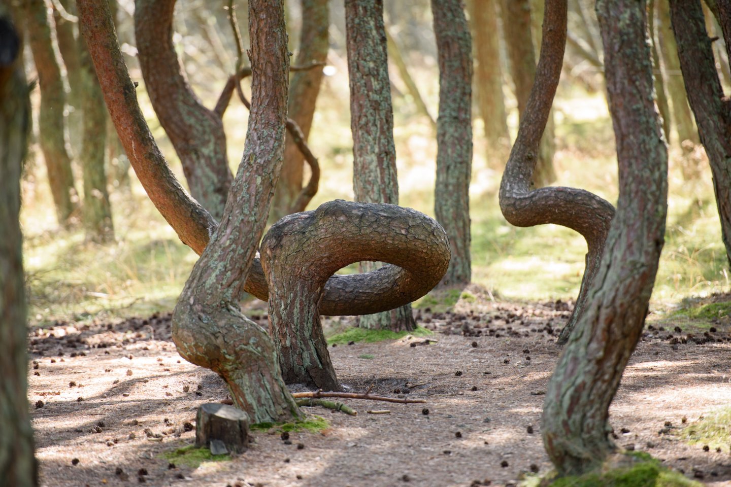 Valstybinė miškų tarnyba taip pat pranešė, kad Naglių gamtiniame rezervate 400 hektarų plote išplitęs verpiko vienuolio židinys nebus naikinamas.<br>D.Umbraso nuotr.