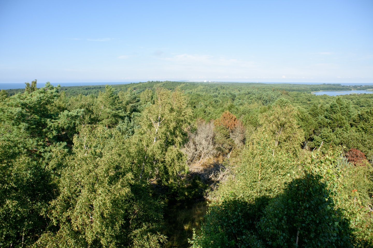 Valstybinė miškų tarnyba taip pat pranešė, kad Naglių gamtiniame rezervate 400 hektarų plote išplitęs verpiko vienuolio židinys nebus naikinamas.<br>D.Umbraso nuotr.
