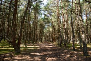 Naikinant kenkėjus, gegužę Kuršių nerijos miškai bus purškiami iš oro