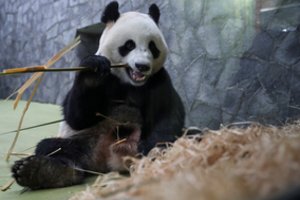 Nyderlandų zoologijos sode pirmą kartą atvestas didžiosios pandos jauniklis