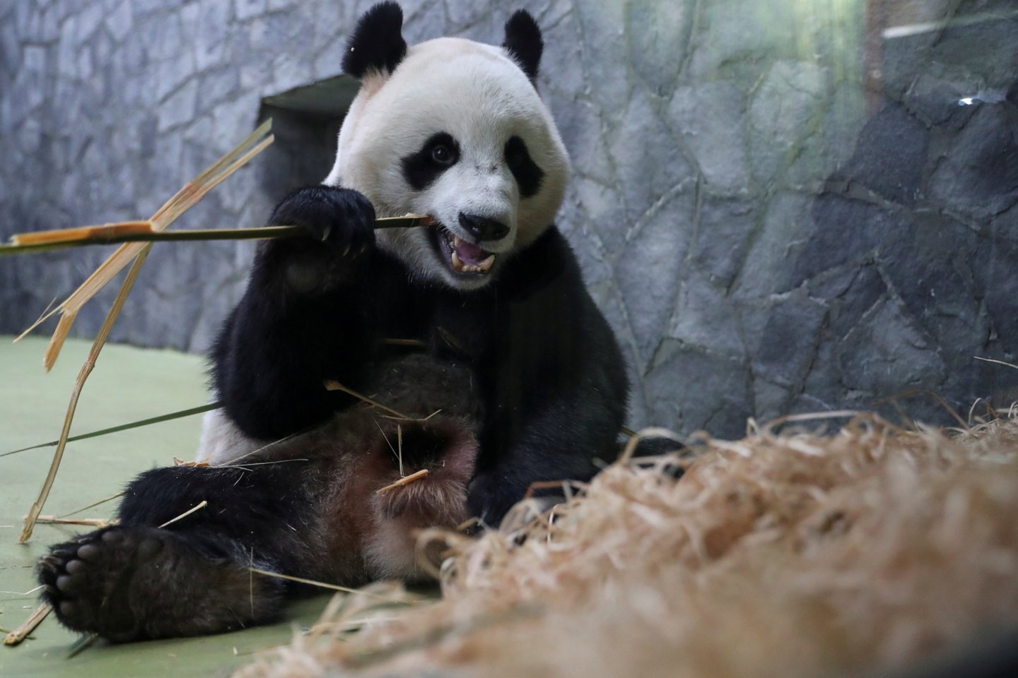 Nyderlanduose veikiantis Ouwehando zoologijos sodas šeštadienį pranešė apie neeilinį įvykį – Kinijos paskolinta didžioji panda, vardu U Ven, atsivedė jauniklį. <br>Reuters/Scanpix nuotr.