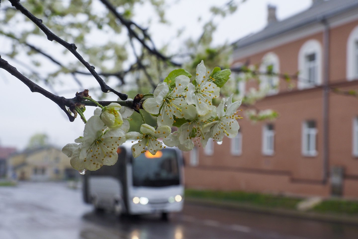 Šeštadienį Lietuvą atgaivino lietus.<br>V.Ščiavinsko nuotr.