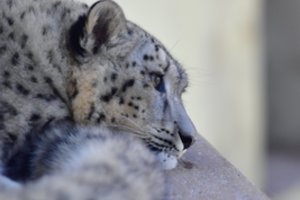 Į gyvulių aptvarą užklydęs retas snieginis leopardas atsidurs zoologijos sode