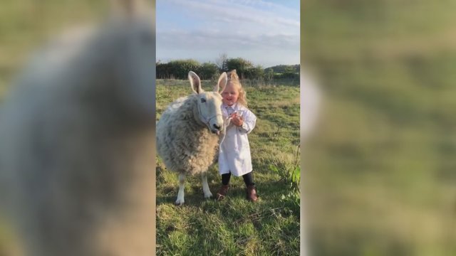 Užburiantis vaizdas: trejų metų mergaitės ir avies draugystė tirpdo internautų širdis